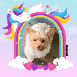 Fudgy - Yorkshire Terrier