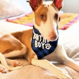 Ibizan Hound All Grown Up from Acires Ibizan Hounds