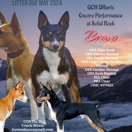 Bravo - Rat Terrier