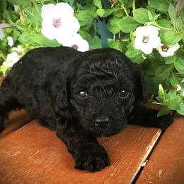 Lola - Toy Poodle Raised in Home - Black female Poodle puppy in Falcon, Missouri from Cedar House Heritage Poodles | AKC Toy & Miniature Poodle Puppies Raised in Home