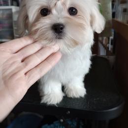Companion Cross, Mal-Shi, Maltese, Maltipoo, Morkie, and Shih Tzu Puppies from Seeking Shalom Acres Maltese, Maltipoos & Havamalts