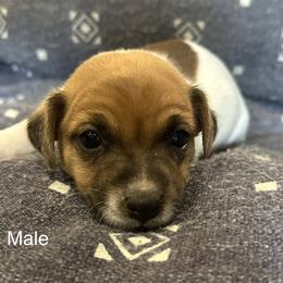 Jack Russell Terrier All Grown Up from Tuff Country Farm
