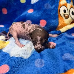 Taco - Dark brown female Xoloitzcuintli puppy in Manitowoc, Wisconsin from Wonderland Kennel