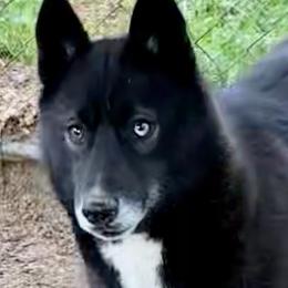 Siberian Huskies from Siberians of WildHeart