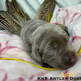 Addi - Silver female Dilute Retriever puppy in Grants Pass, Oregon from KnR Antler Dogs