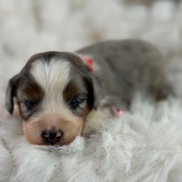 Chloe - Blue merle female Aussiedoodle puppy in Grinnell, Iowa from Rural Iowa Aussies & Doodles