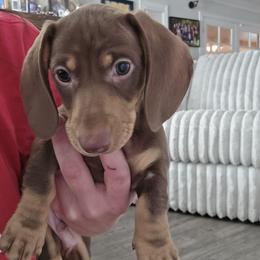 Reeses - Chocolate and cream male Dachshund puppy in Price, Utah from Stone Kennels