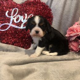 Cavalier King Charles Spaniel and Pembroke Welsh Corgi Puppies from Puppy PlayPen