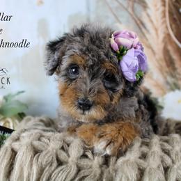 Pink collar - Merle female Schnoodle puppy in Plattsburgh, New York from Adirondack Poodles Goldendoodles,Bernedoodles & Schnoodles