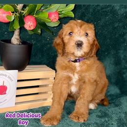 Labradoodle Puppies from BabySweet Labradoodles