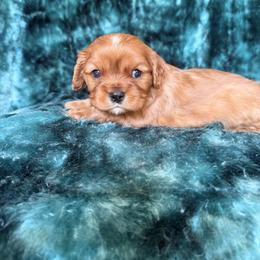 Randy - Ruby male Cavalier King Charles Spaniel puppy in Knoxville, Tennessee from Rocky Top Cavapoos