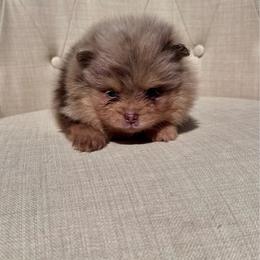 Treasure - Chocolate merle female Pomeranian puppy in Canandaigua, New York from Fingerlakes Pomeranians