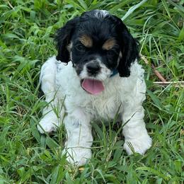 Boy 2 - Black white and tan male Cocker Spaniel puppy in Beech Island, South Carolina from Mike's Best Friends