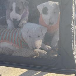 Bull Terrier puppies from Empire Bull Terriers