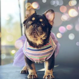 Monchichi - French Bulldog