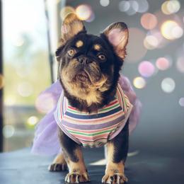 Monchichi - French Bulldog