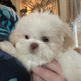 Cutter - Gold and white male Shih Tzu puppy in Troy, Texas from Smith Shih Tzu