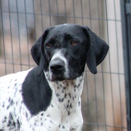 Kali - German Shorthaired Pointer