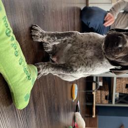 German Shorthaired Pointer Puppies from Fortin’s German Shorthaired Pointers