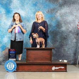 Jerry - Chinese Crested