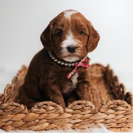 Wren - Red  female Goldendoodle puppy in New Lenox, Illinois from New Doods On The Block