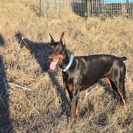 Doberman Pinscher Puppies from Birkline Dobermans