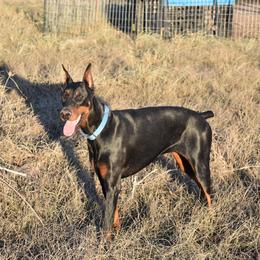 Doberman Pinscher Puppies from Birkline Dobermans
