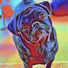 Brindi - Pug