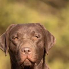 Etta - Labrador Retriever