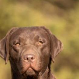 Etta - Labrador Retriever