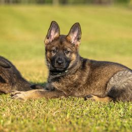 German Shepherd Puppies from Sommerfeld German Shepherds