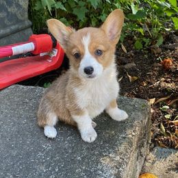 Marigold - Pembroke Welsh Corgi puppy in Washington from KB Corgis