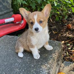 Marigold - Pembroke Welsh Corgi puppy in Washington from KB Corgis