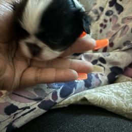 Girl 1 - White and black female Japanese Chin puppy in Connecticut from Lissette's pups chins and bullies