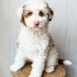 'Ruby' - Red merle female Aussiedoodle puppy in Arlington, Washington from Doodle Love Laugh