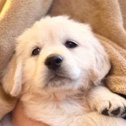 Hibiscus - Light golden female Golden Retriever puppy in Watkins, Colorado from Brightside Goldens