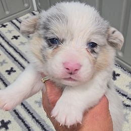 ZEKE - Blue merle and white male American Corgi puppy in Walker, Iowa from Double K Corgis