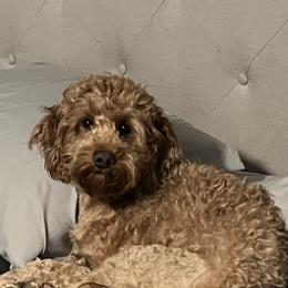 Link - Goldendoodle