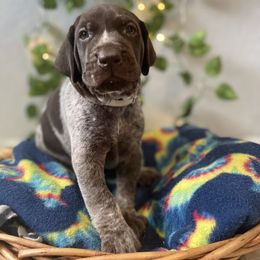 German Shorthaired Pointer and Jack Russell Terrier Puppies from Ivy Creek Kennels