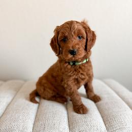 Sneezy - Green Collar - Red  male Goldendoodle puppy in Billings, Montana from Montana Raised Doodles