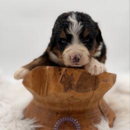 Sailfish - Tri-color male Bernedoodle puppy in Ocala, Florida from Bernedoodles of Florida