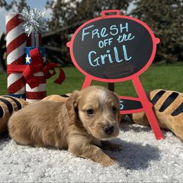 Lincoln - Cream male Dachshund puppy in Chillicothe, Ohio from Brittney's Dachshunds
