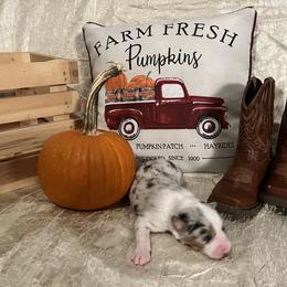 Australian Shepherd Puppies from A Beautiful Soul Aussies