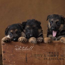 German Shepherd Puppies from Zwinger vom haus Huro