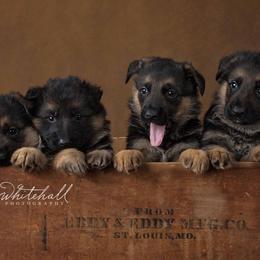 German Shepherd Puppies from Zwinger vom haus Huro