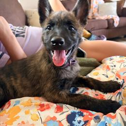 Purple - Gold brindle female Dutch Shepherd puppy in Wheatland, Wyoming from Mill Iron Dutch Shepherds