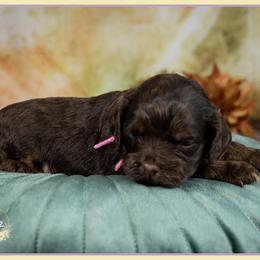 Fairy - Brown and tan female Cockapoo puppy in Connersville, Indiana from Deaz Doodle Ranch