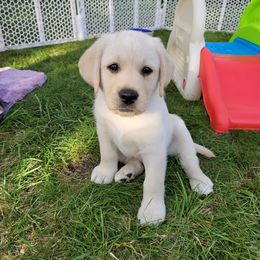 Labrador Retriever Puppies from Destiny Labradors