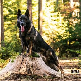 Kackey - German Shepherd