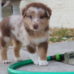 Australian Shepherd Puppies from Kiki's Aussies